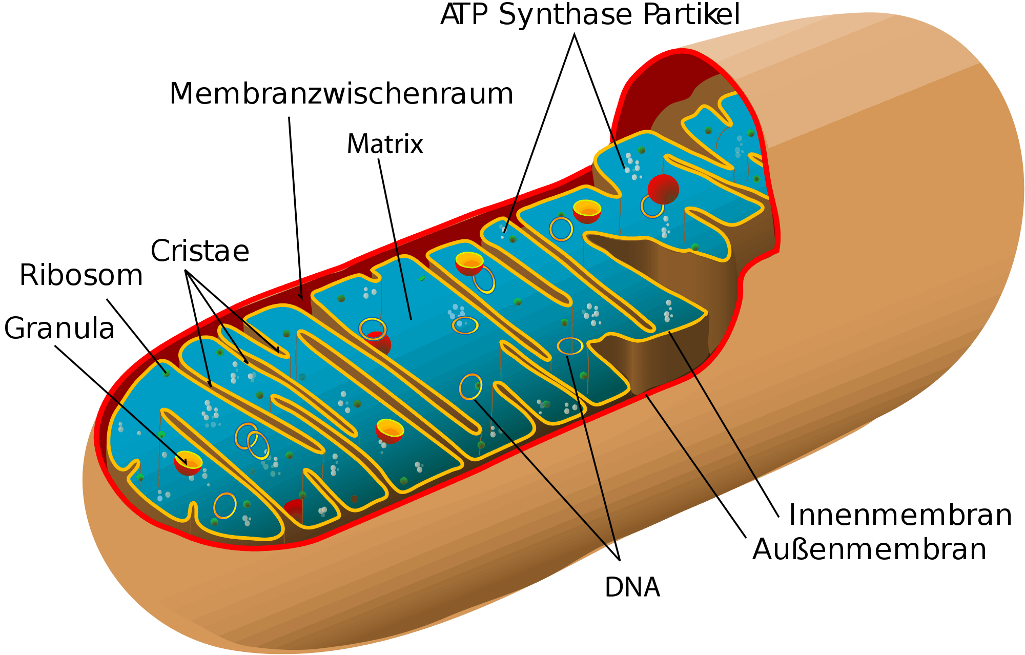 Mitochondrium